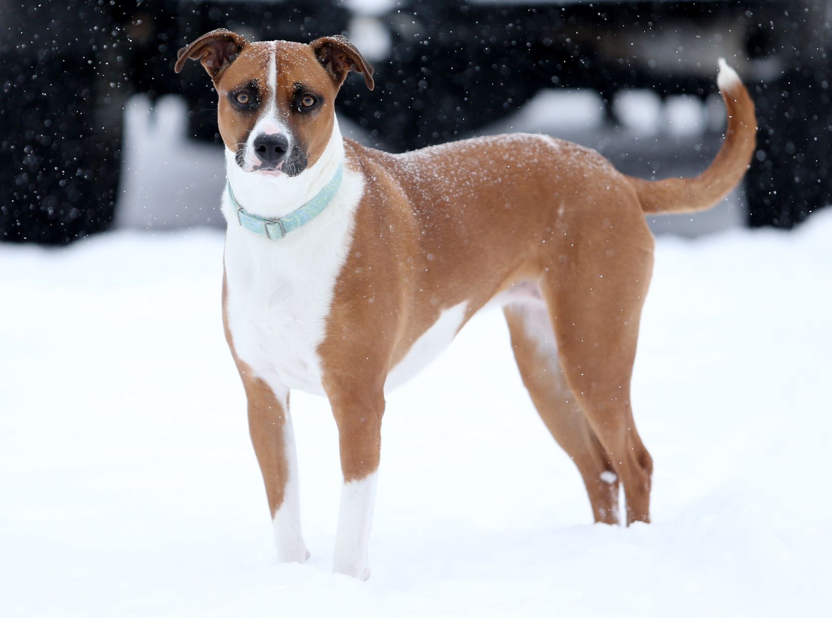Brownie a mixed-breed rescue dog